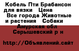 Кобель Пти Брабансон для вязки › Цена ­ 30 000 - Все города Животные и растения » Собаки   . Амурская обл.,Серышевский р-н